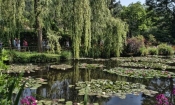 Monet's WatergardenP1000430